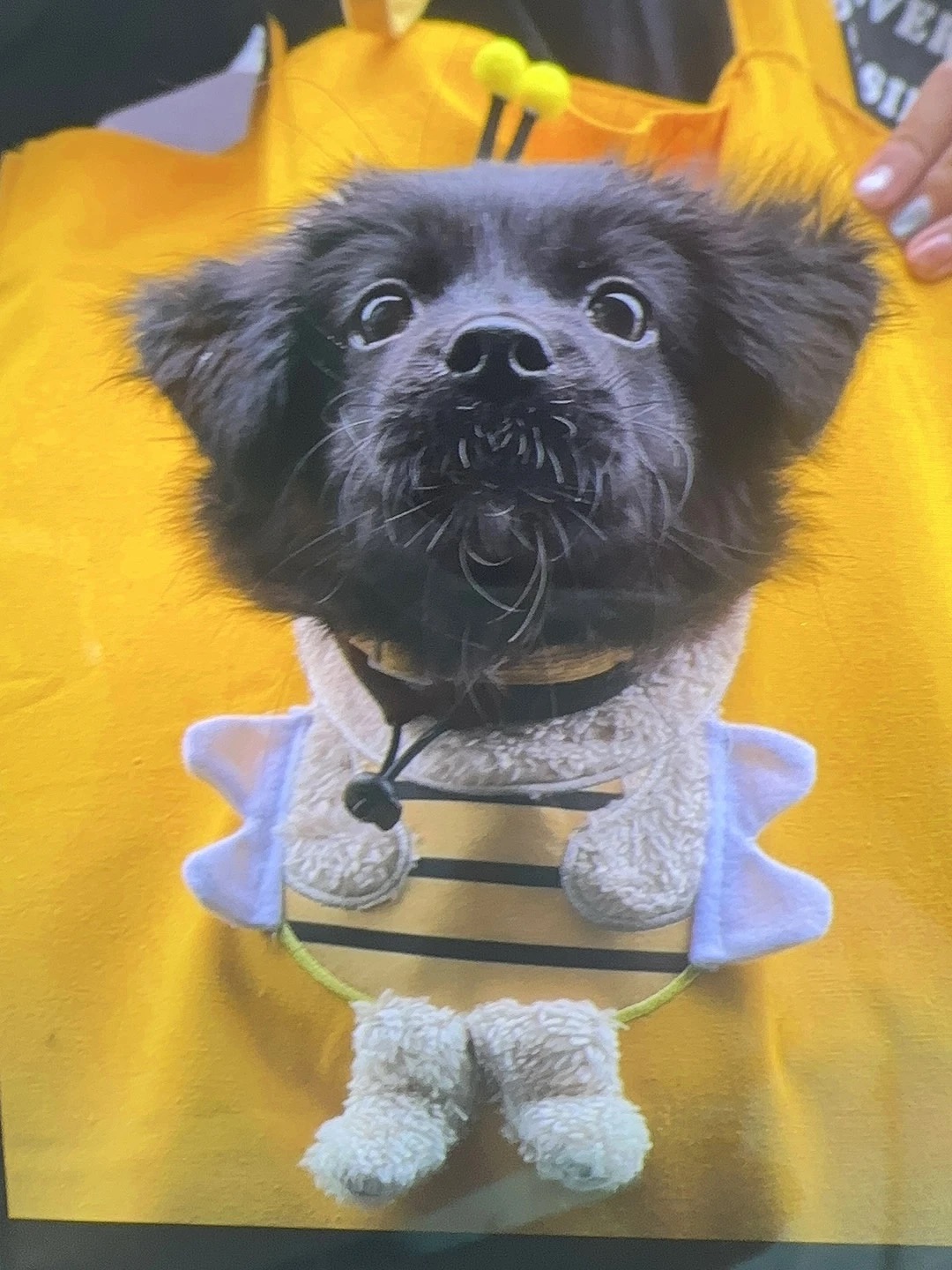 귀여운 꿀벌 캐릭터 반려동물 이동가방 고양이 강아지 외출용 캔버스 숄더백 토트백 photo review