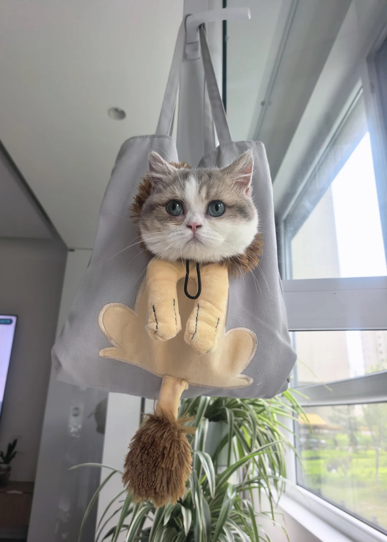 귀여운 꿀벌 캐릭터 반려동물 이동가방 고양이 강아지 외출용 캔버스 숄더백 토트백 photo review